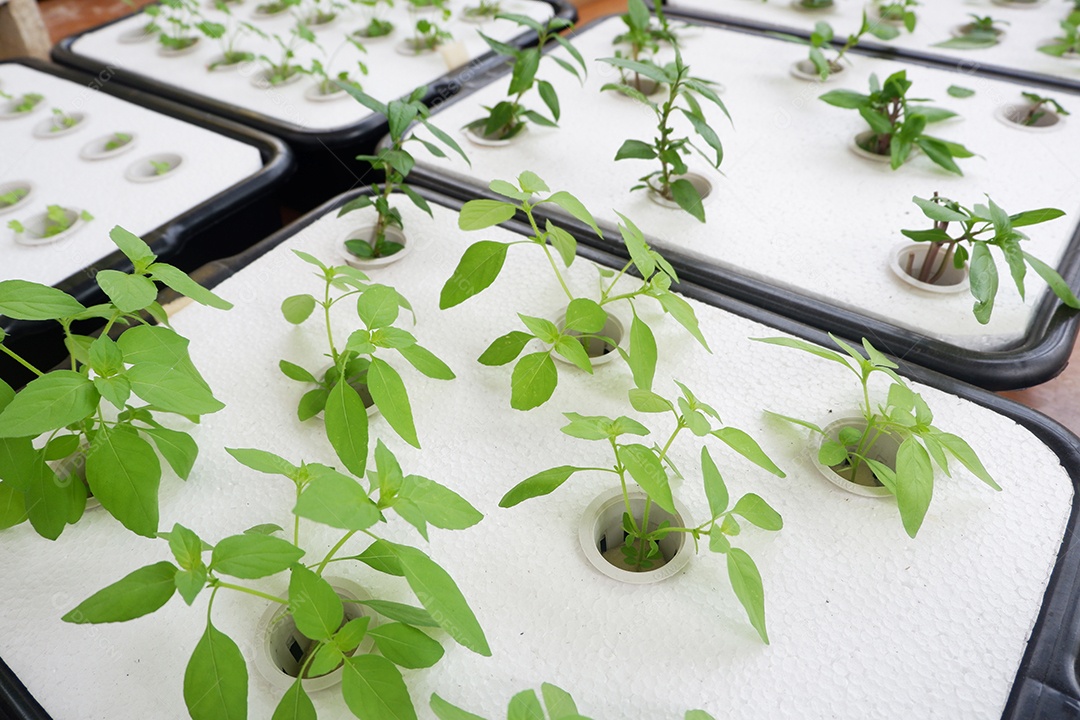 Cultivo de vegetais hidropônicos com folhas de espuma