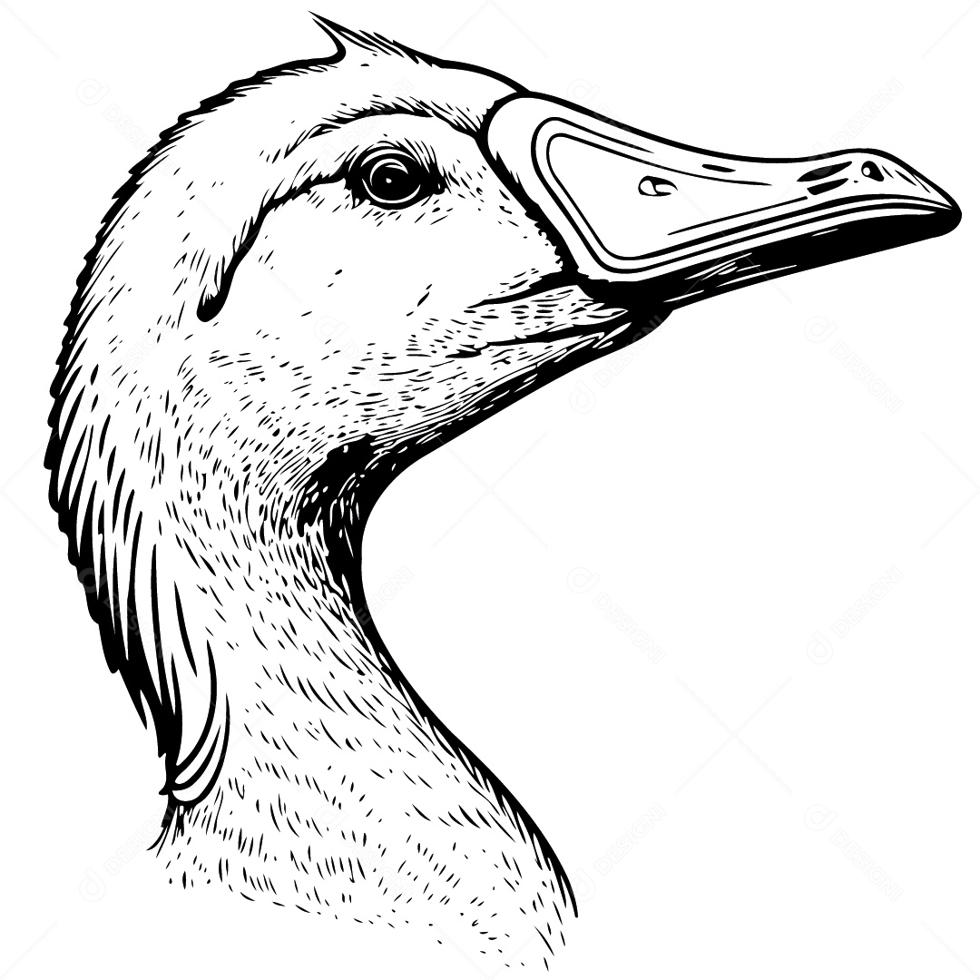 Pato Desenho Vetor EPS