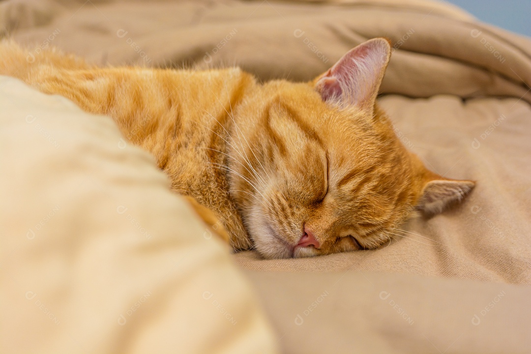 Gato deitado dormindo sobre a cama