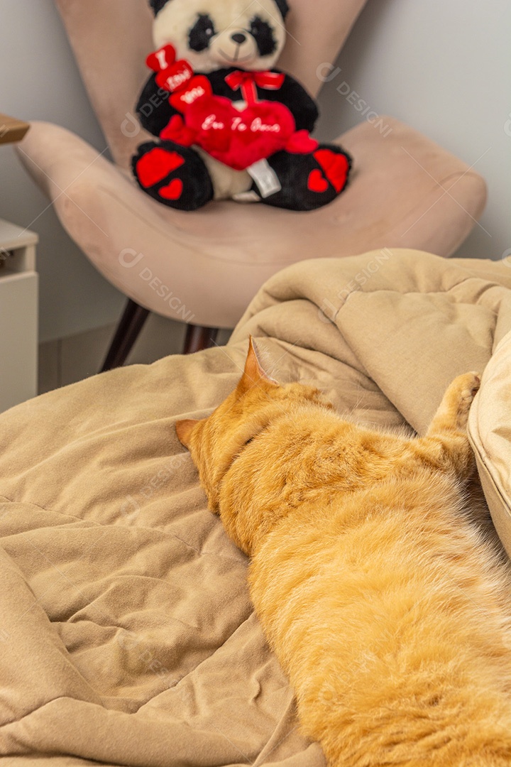 Gato deitado dormindo sobre a cama