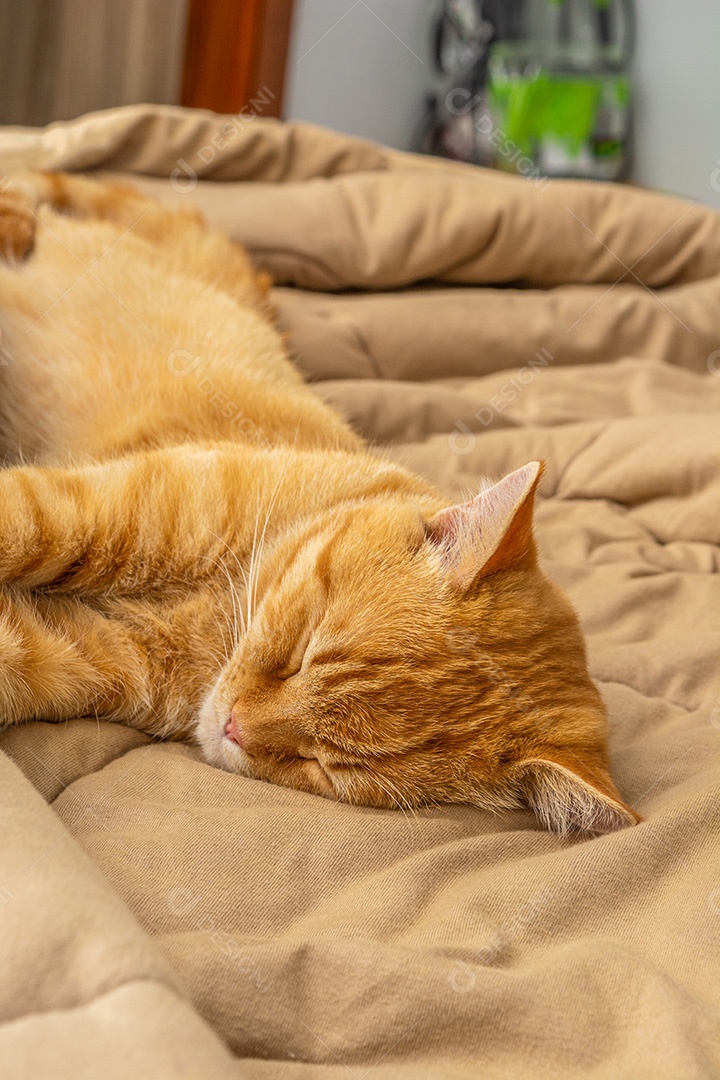Gato deitado dormindo sobre a cama