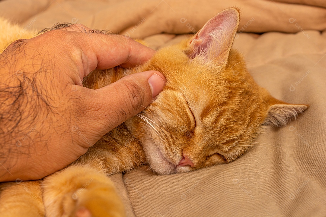 Gato deitado dormindo sobre a cama