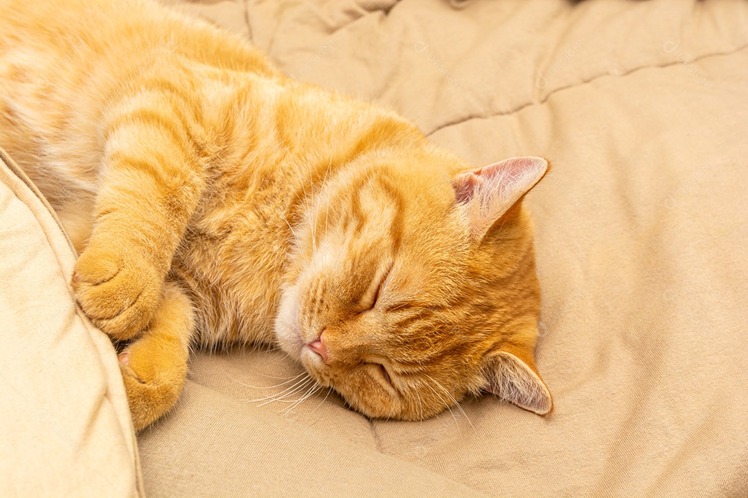 Gato deitado dormindo sobre a cama