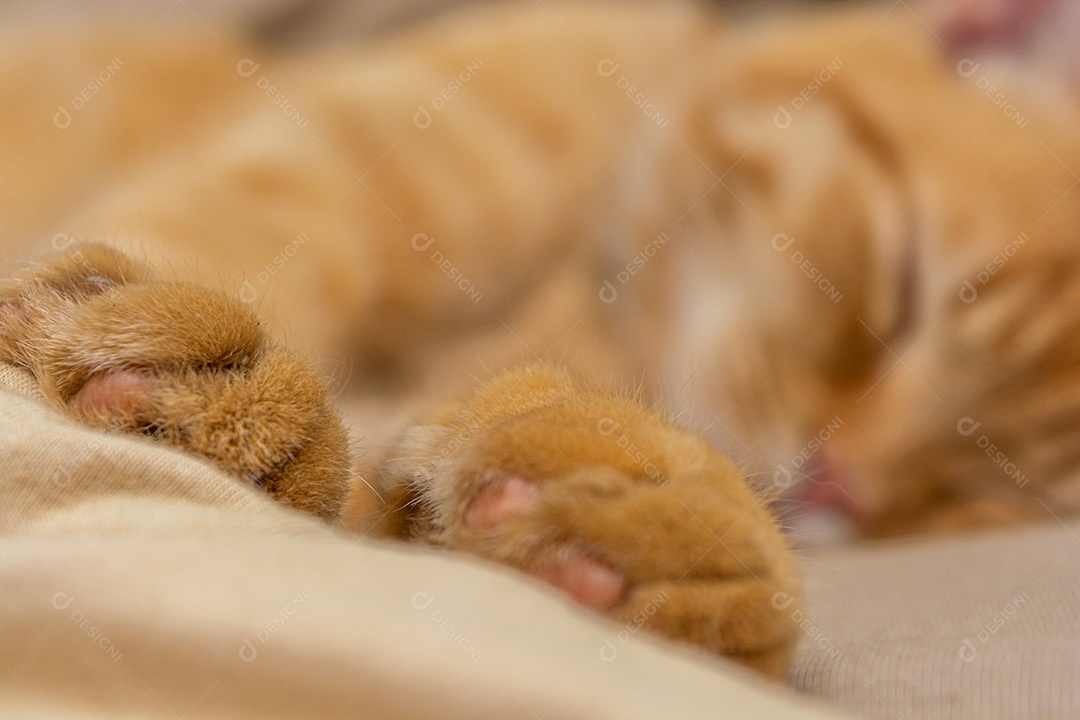 Gato deitado dormindo sobre a cama