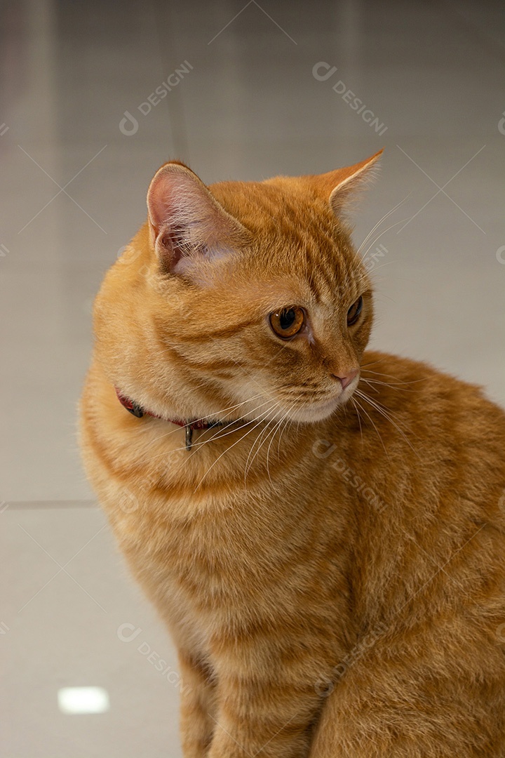 Lindo gatinho fofo em casa