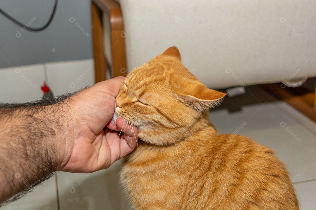 Lindo gatinho fofo em casa
