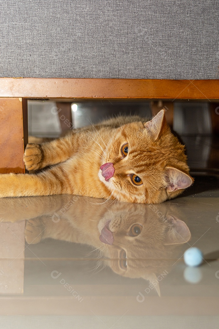 Lindo gatinho fofo em casa