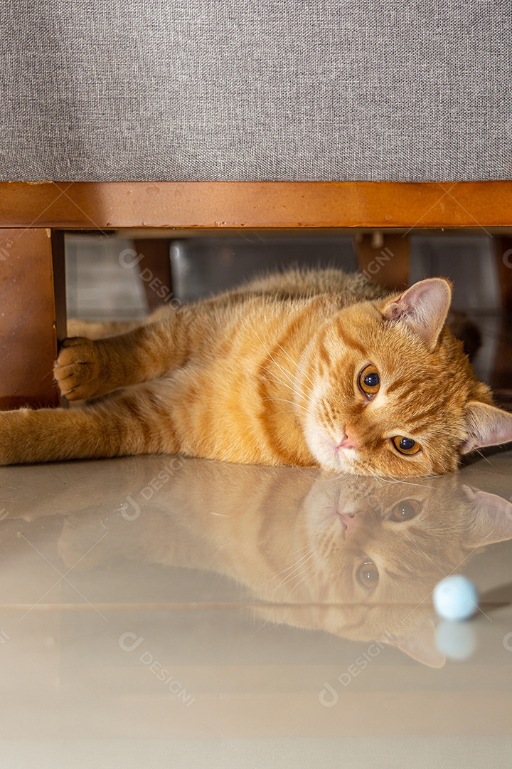 Lindo gatinho brincalhão