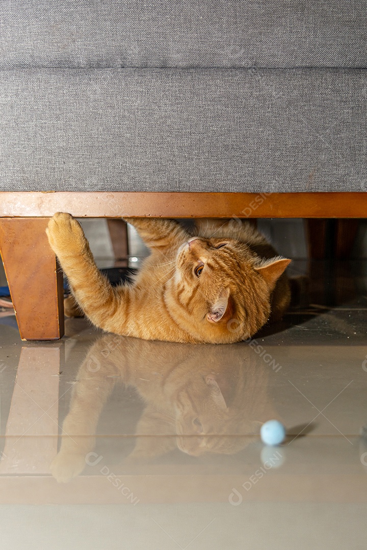 Lindo gatinho brincalhão