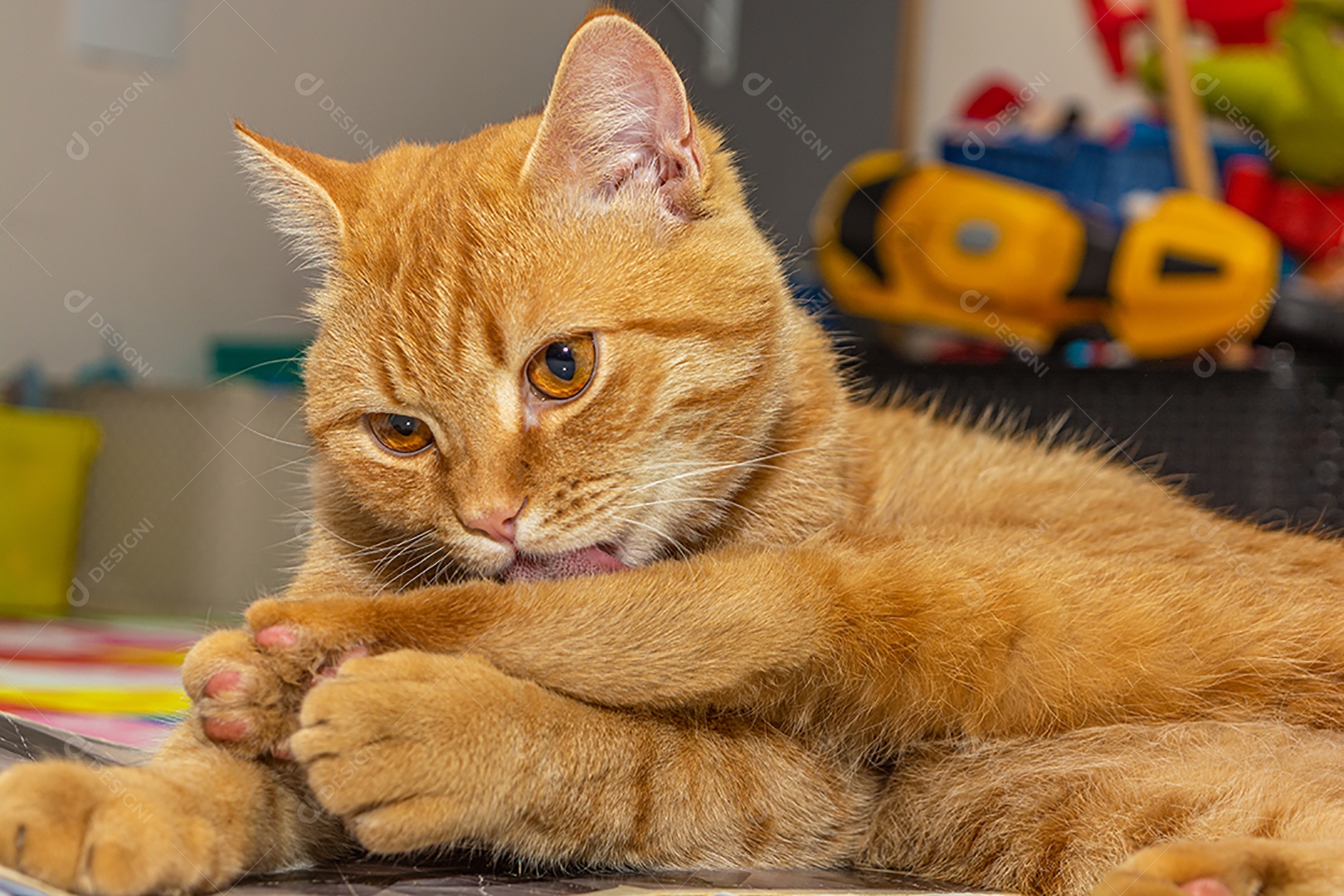 Lindo gatinho brincalhão