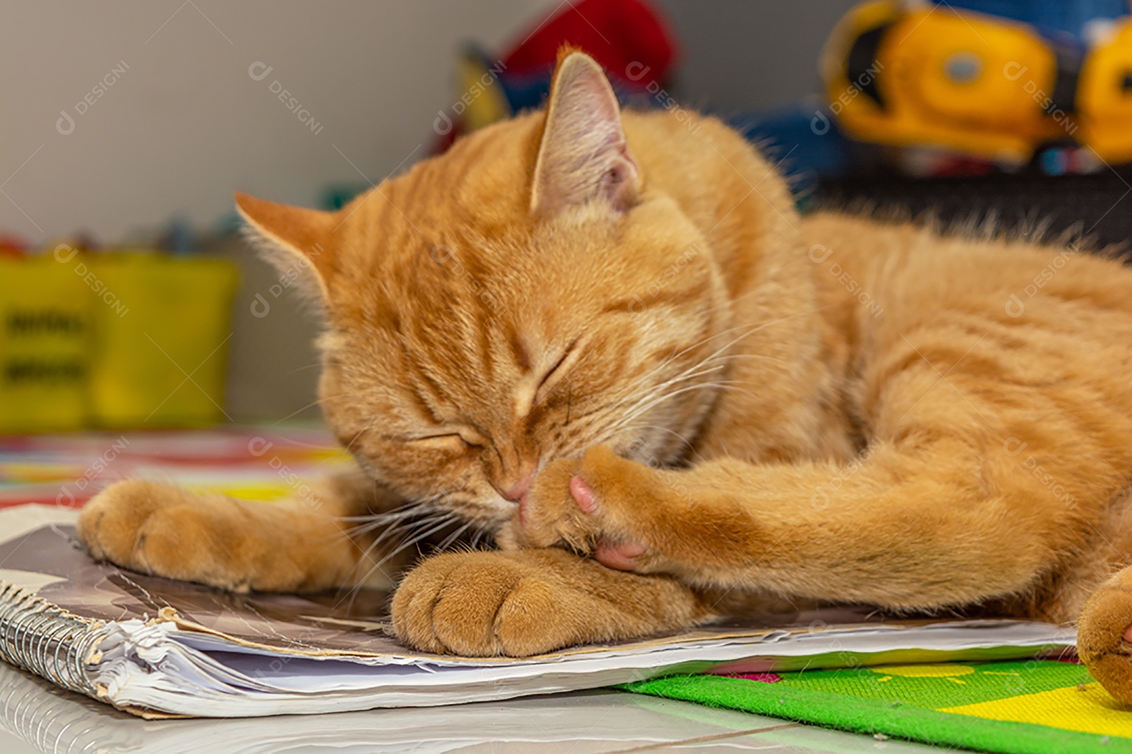 Lindo gatinho brincalhão