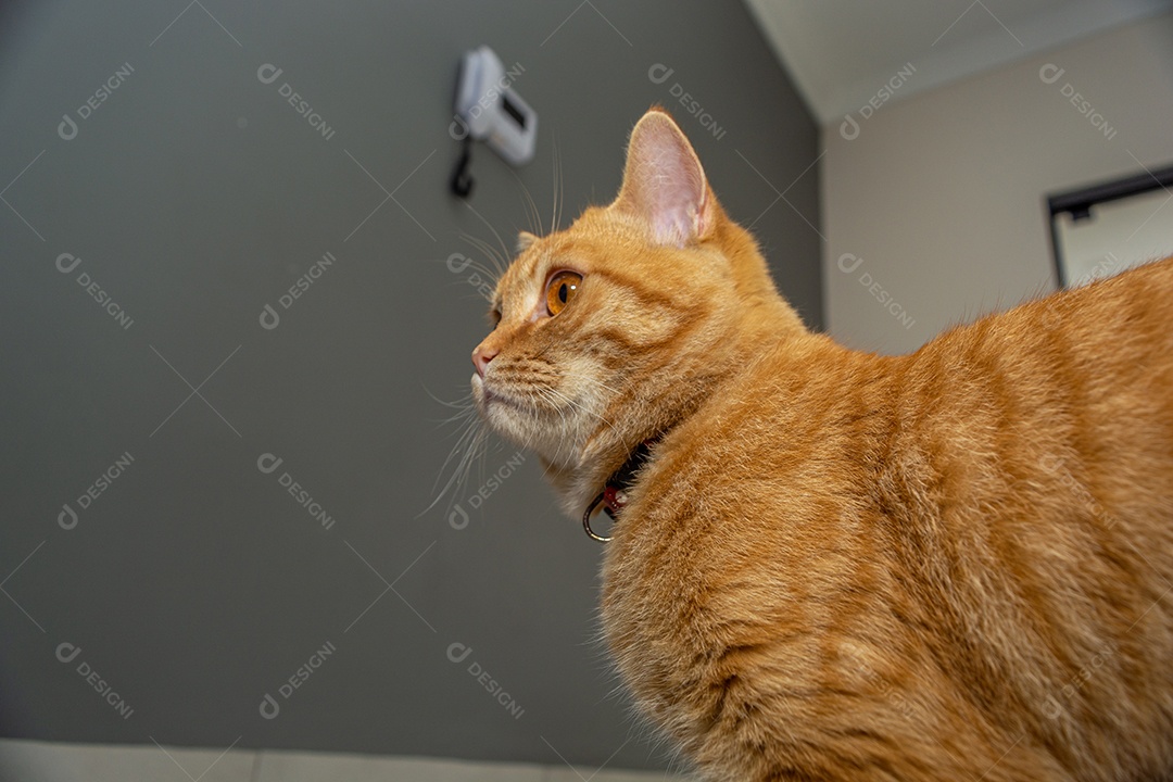 Lindo gatinho brincalhão