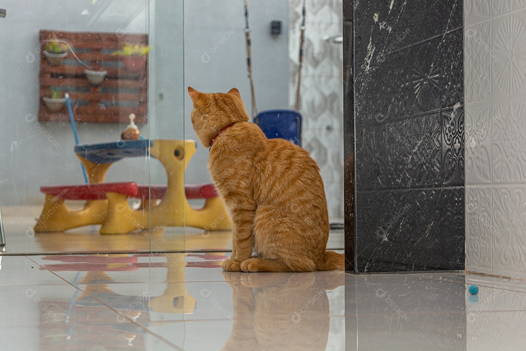 Lindo gatinho brincalhão