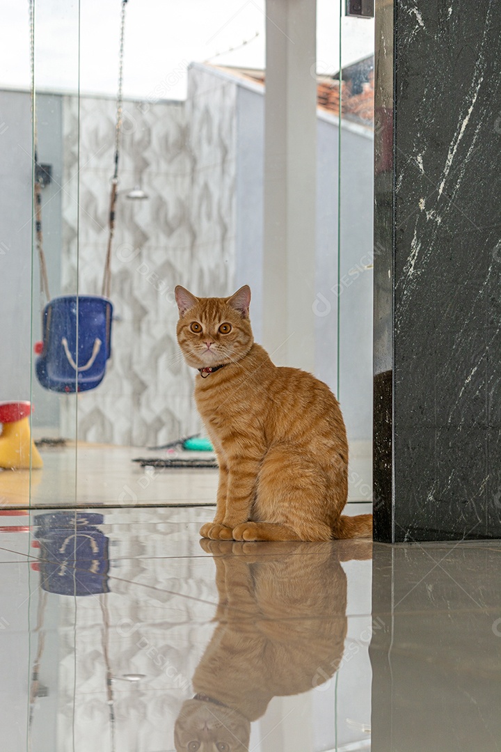 Lindo gatinho brincalhão