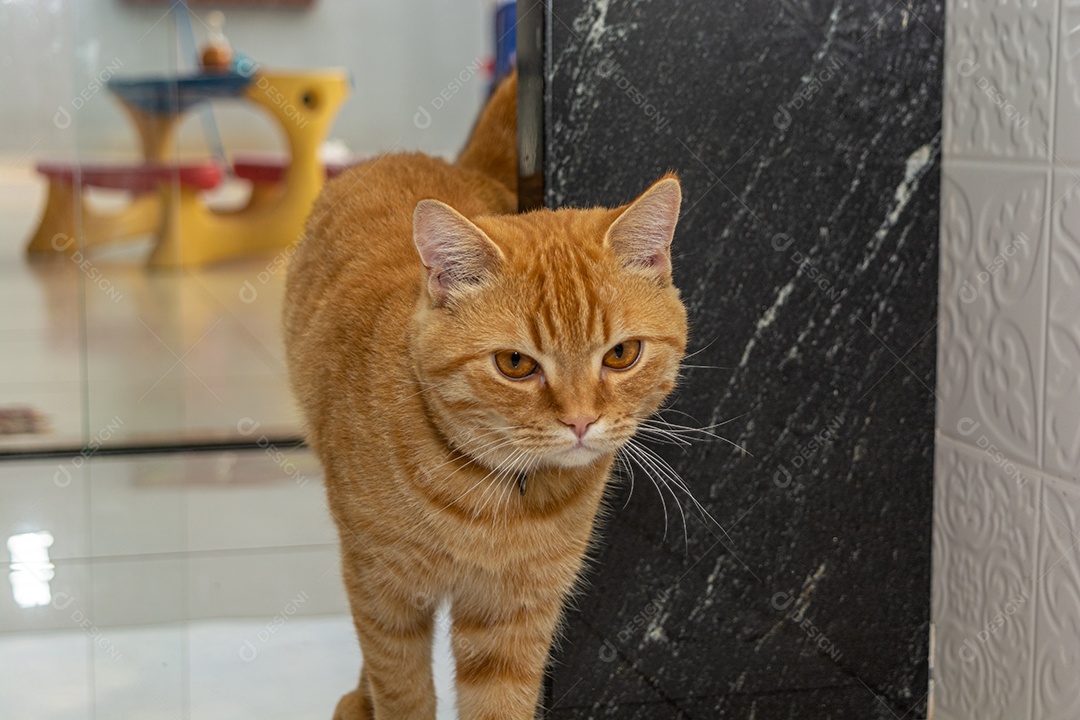 Lindo gatinho brincalhão