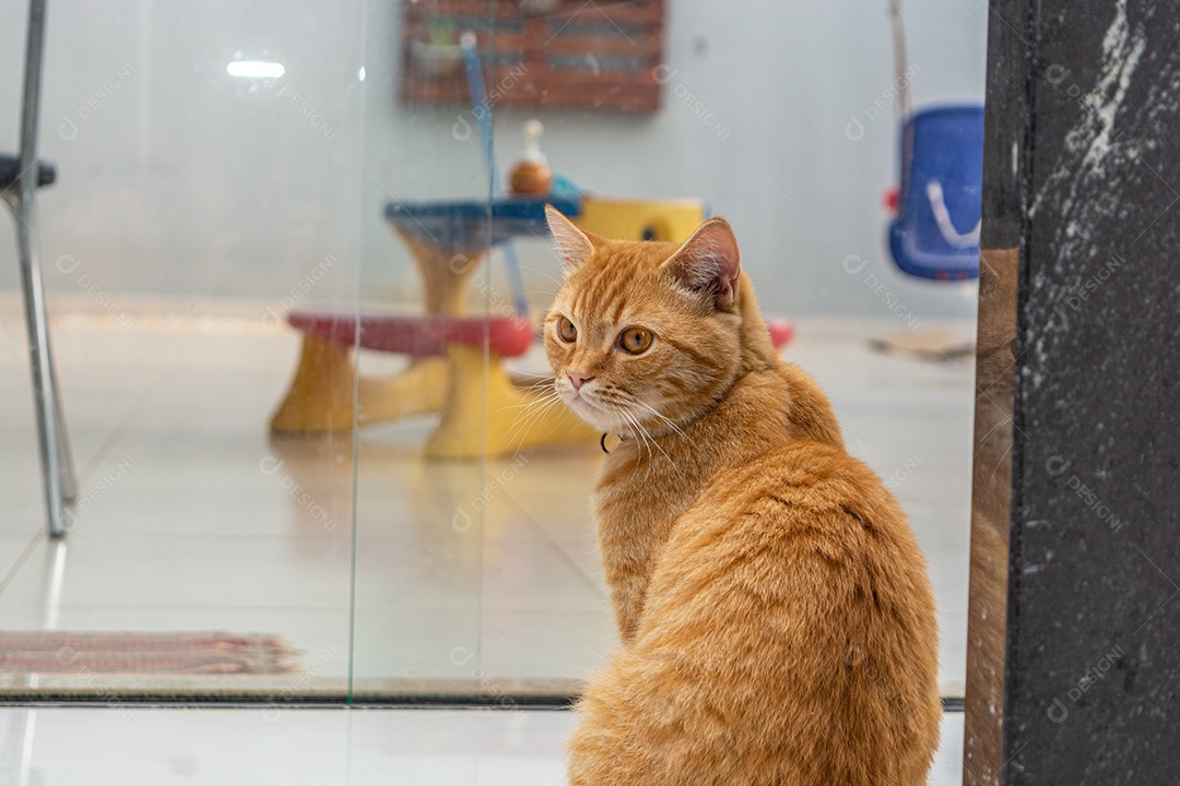 Lindo gatinho brincalhão