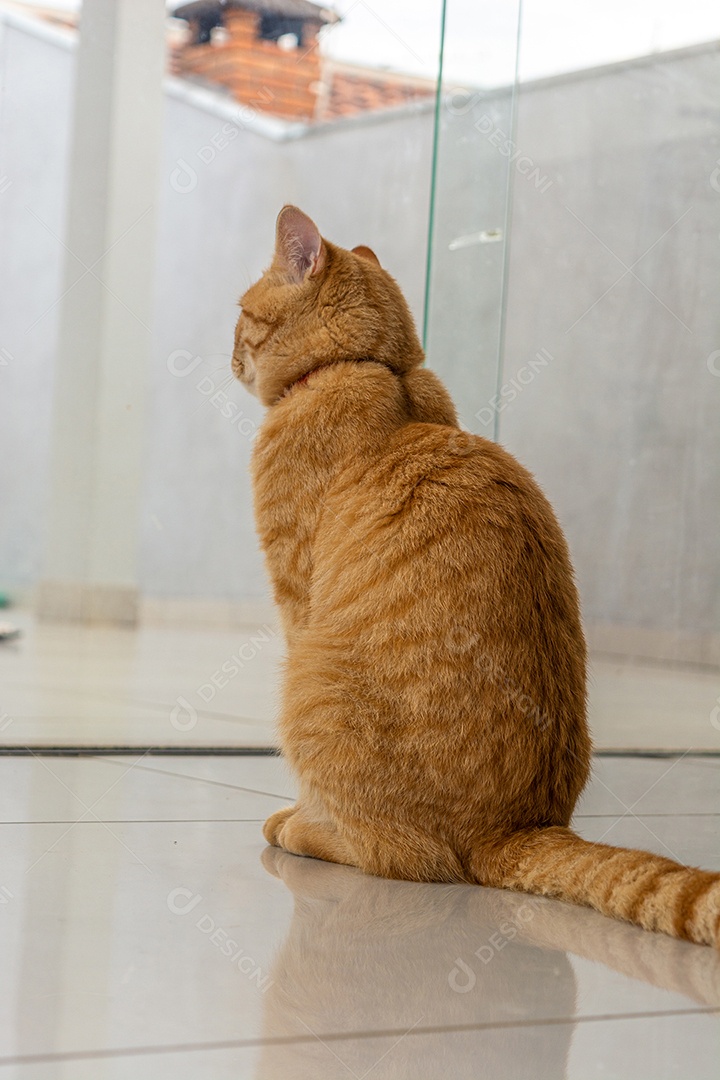 Lindo gatinho brincalhão