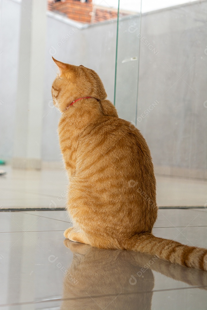 Lindo gatinho brincalhão