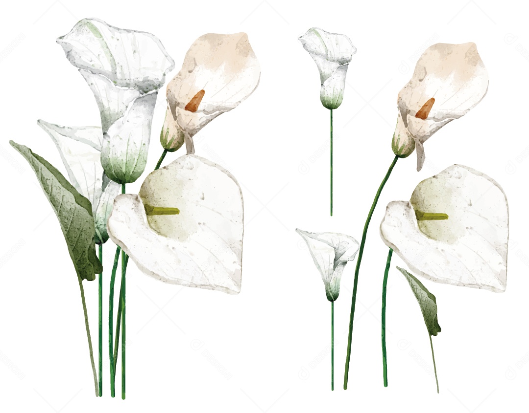 Flores Ilustração Vetor EPS