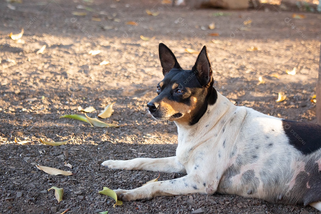 Cachorro deitado na terra