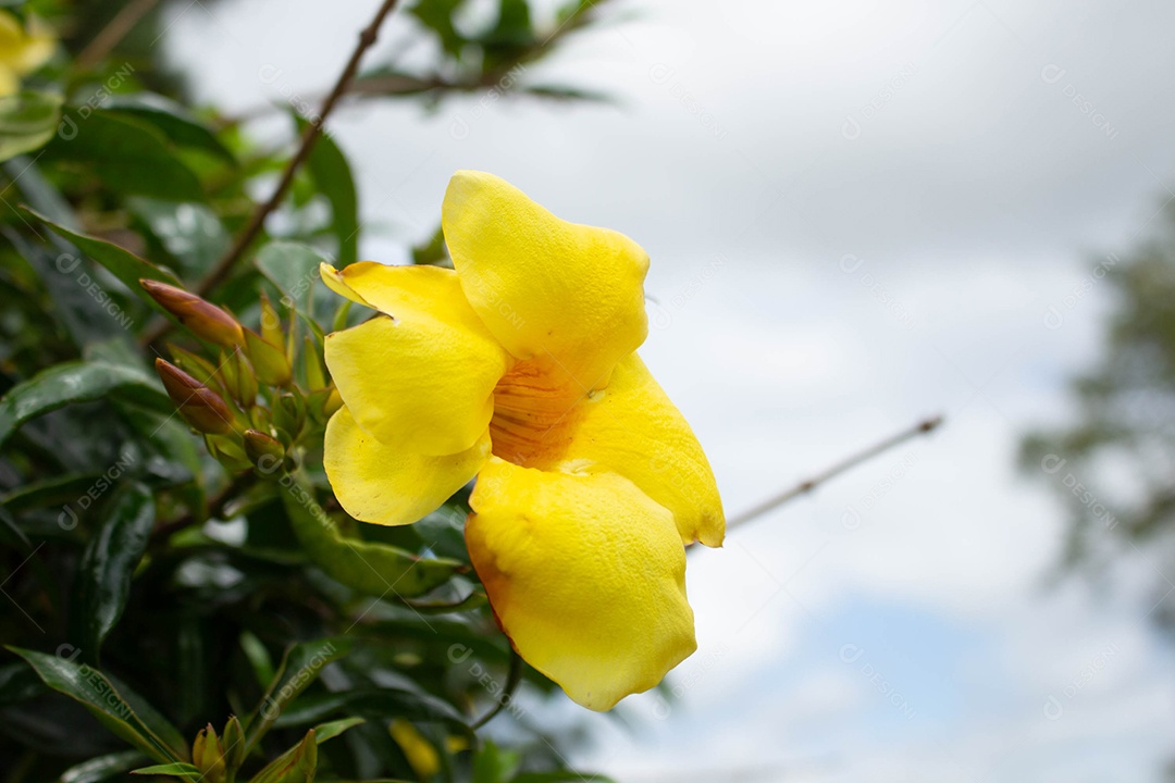 Linda flor amarela