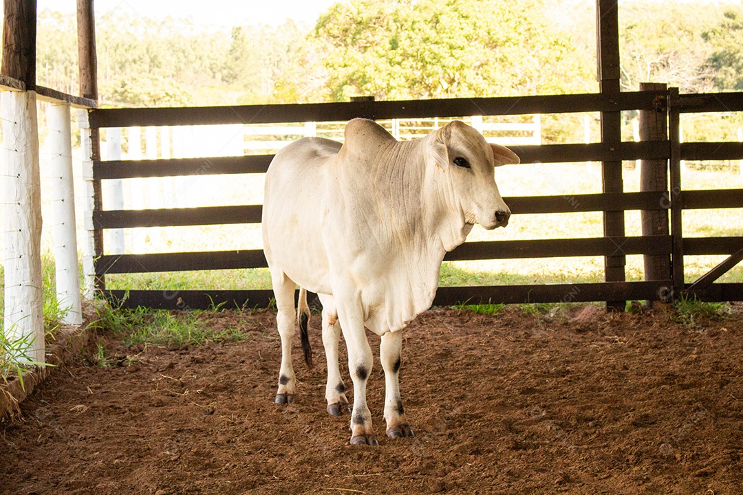 Bezerro preso no curral