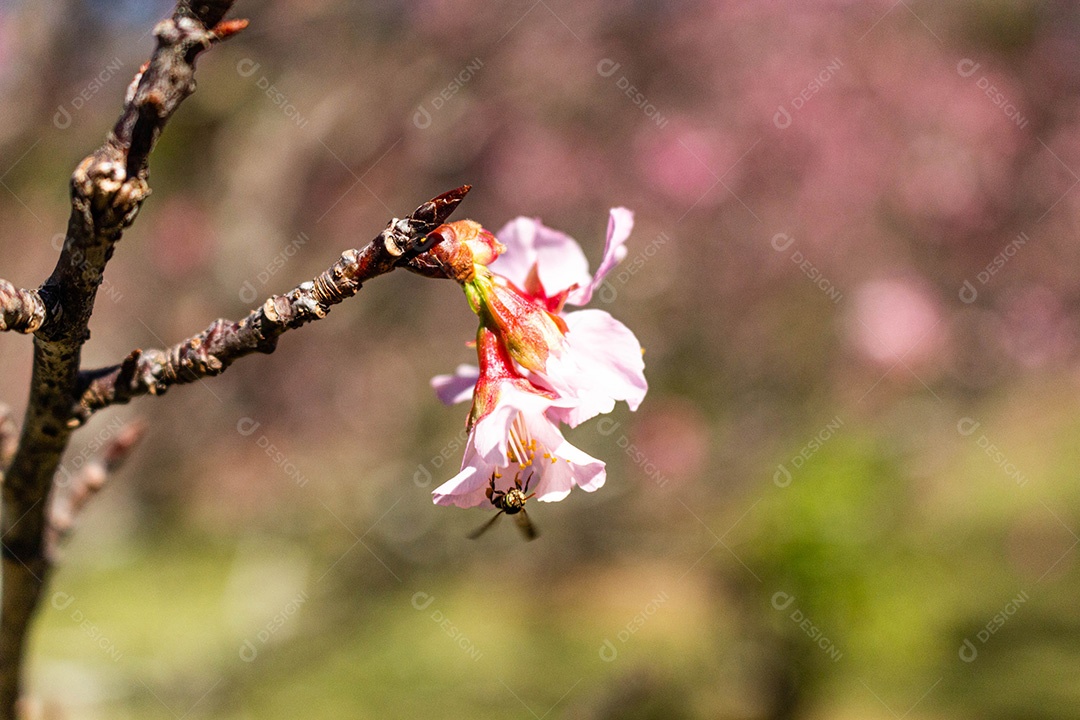 Flor murcha na árvore