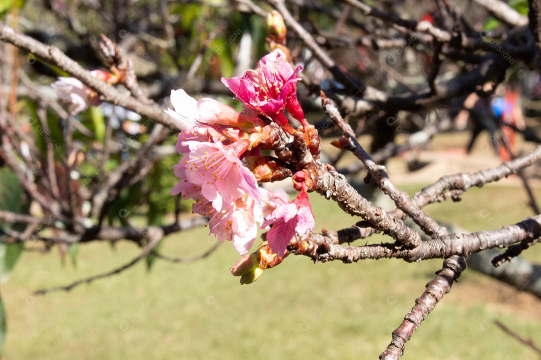 Linda árvore com flores rosas