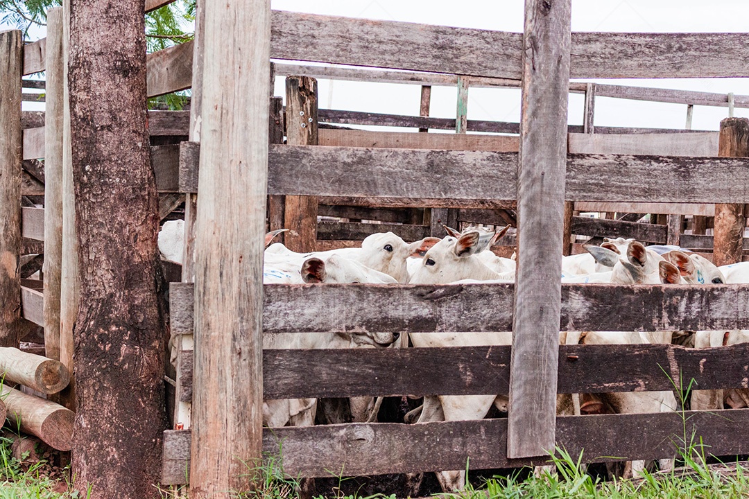 Bezerros presos no curral