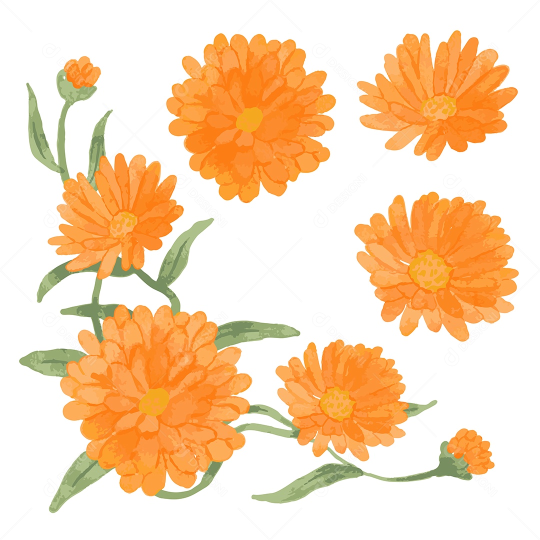 Flores Ilustração Vetor EPS