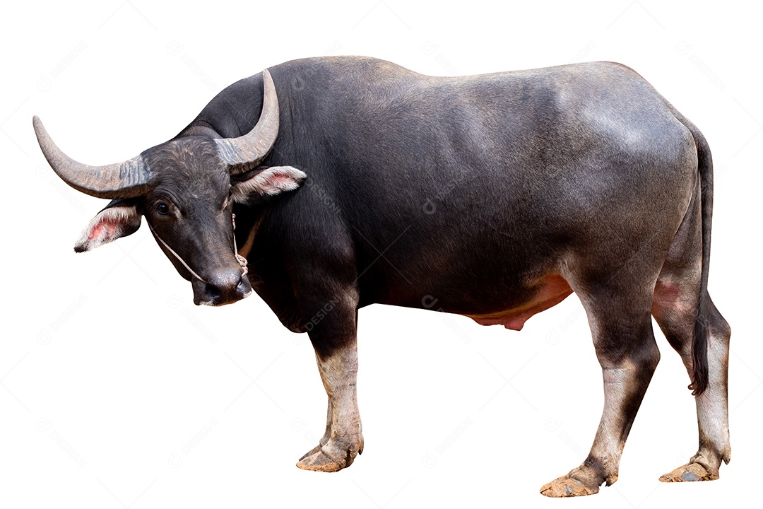 Posição de corpo inteiro de búfalo preto tailandês isolado em fundo branco