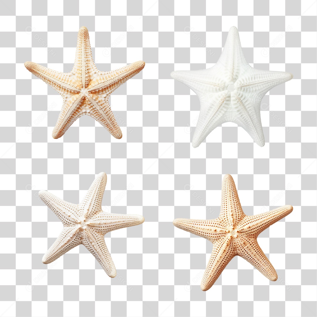 Estrela do Mar  PNG Transparente