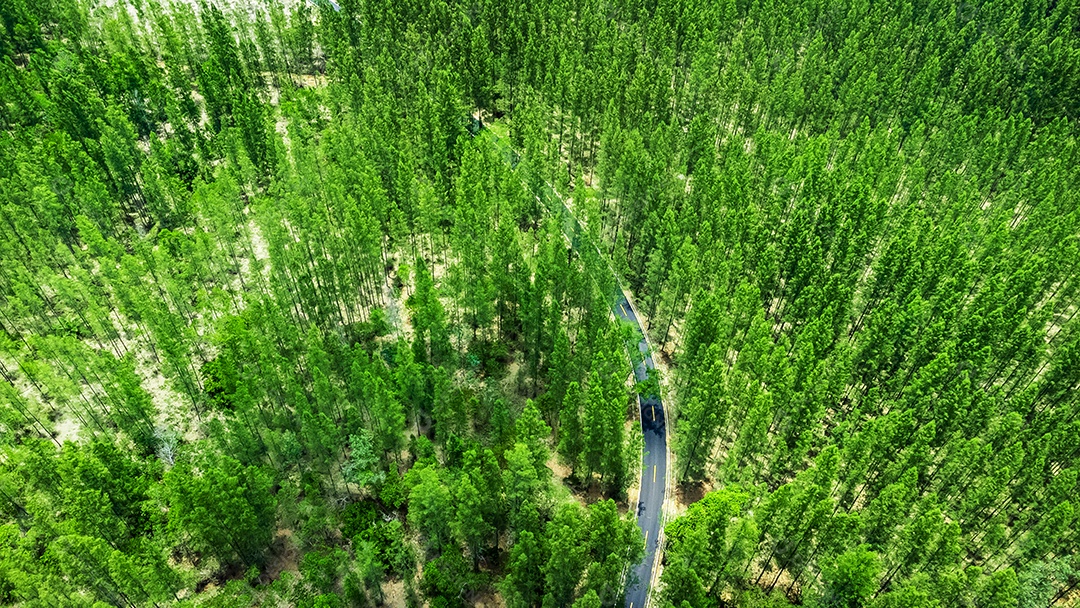 Paisagem de estrada e floresta de pinheiros