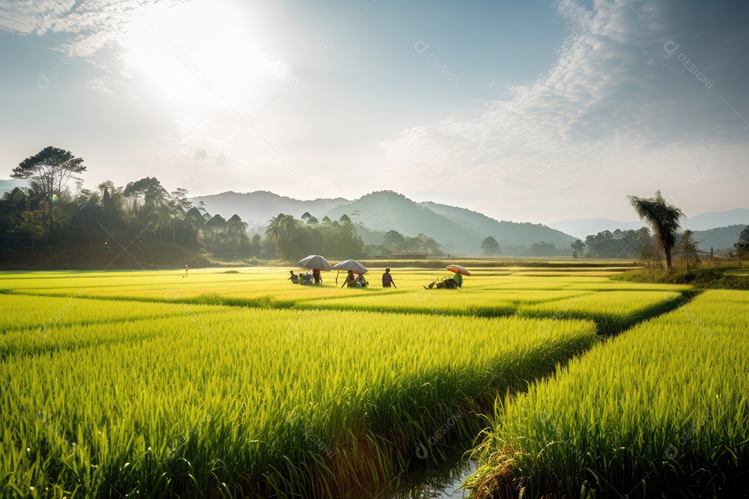 Campos de arroz dourado e fazenda em cena bucólica.