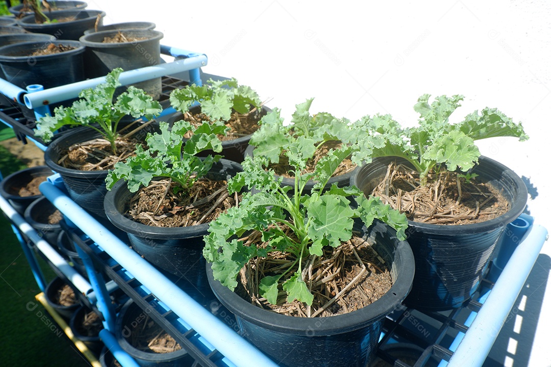 Cultivo de couve em vasos na prateleira de vegetais