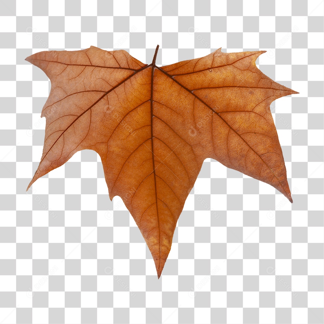 Folha de Arvore  PNG Transparente