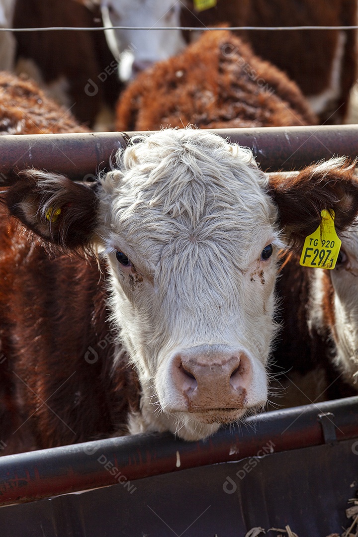 Um bezerro com cabeça para fora da cerca do curral