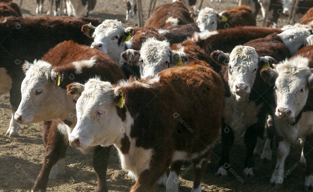 Gados no curral juntos