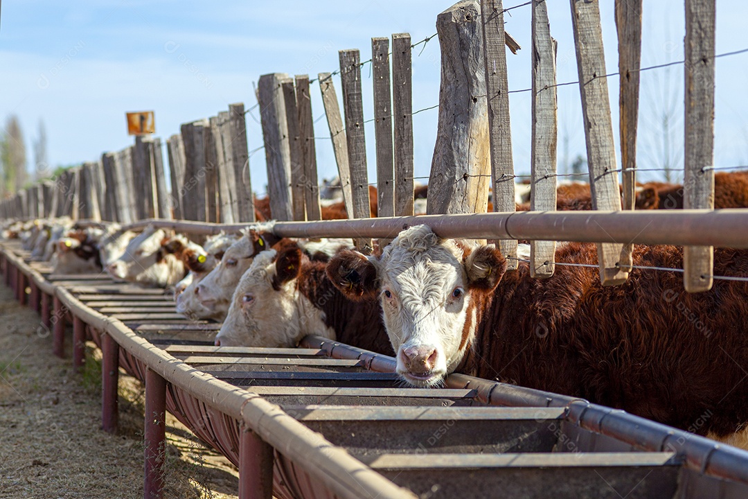 Fazenda de gado Hereford