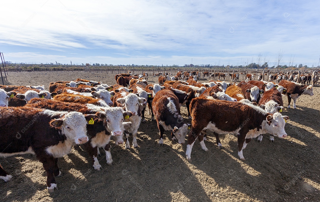 Fazenda de gado Hereford