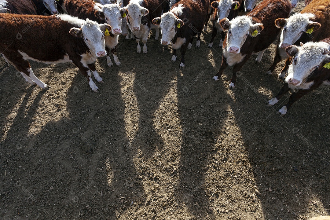 Fazenda de gado Hereford