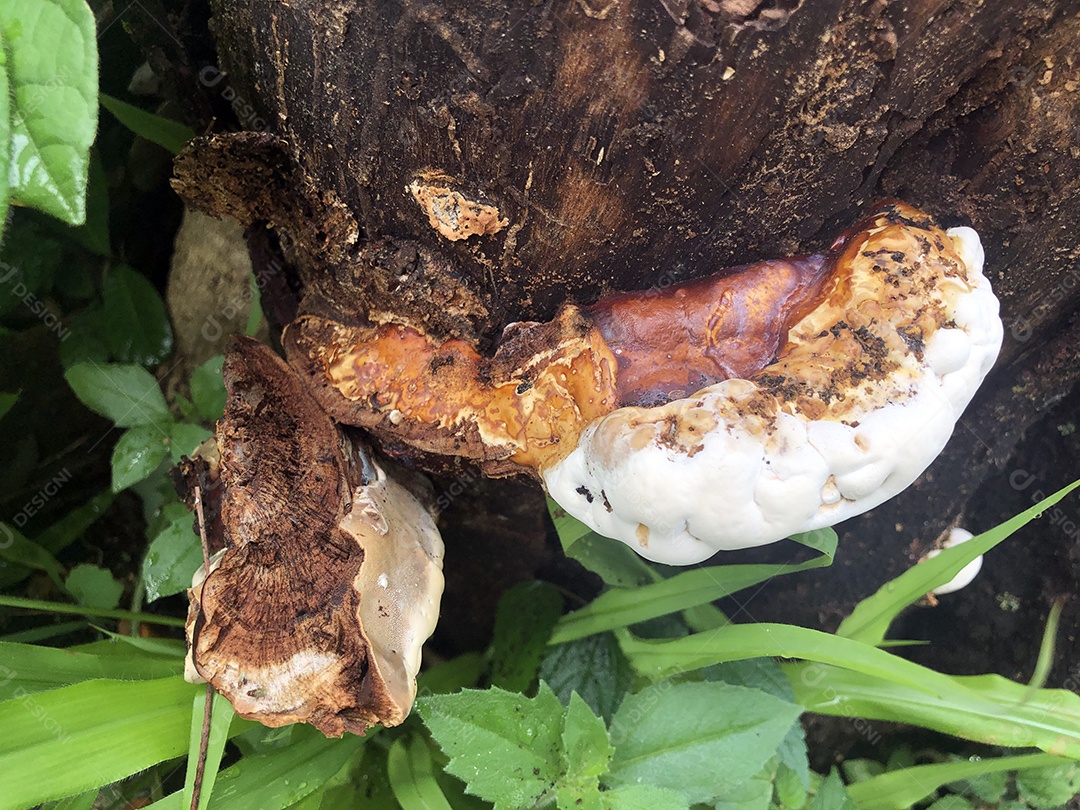 Árvore fundo textura musgo fungo