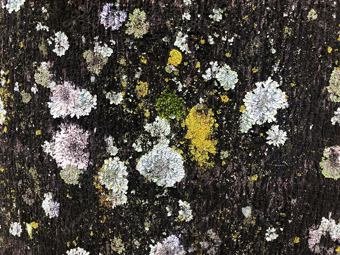 Árvore fundo textura musgo fungo