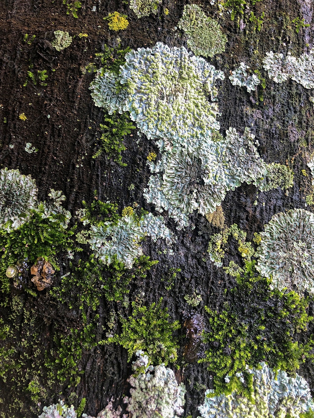 Árvore fundo textura musgo fungo