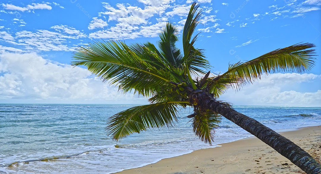 Coqueiro com cocos verdes mar calmo e céu azul com nuvens brancas