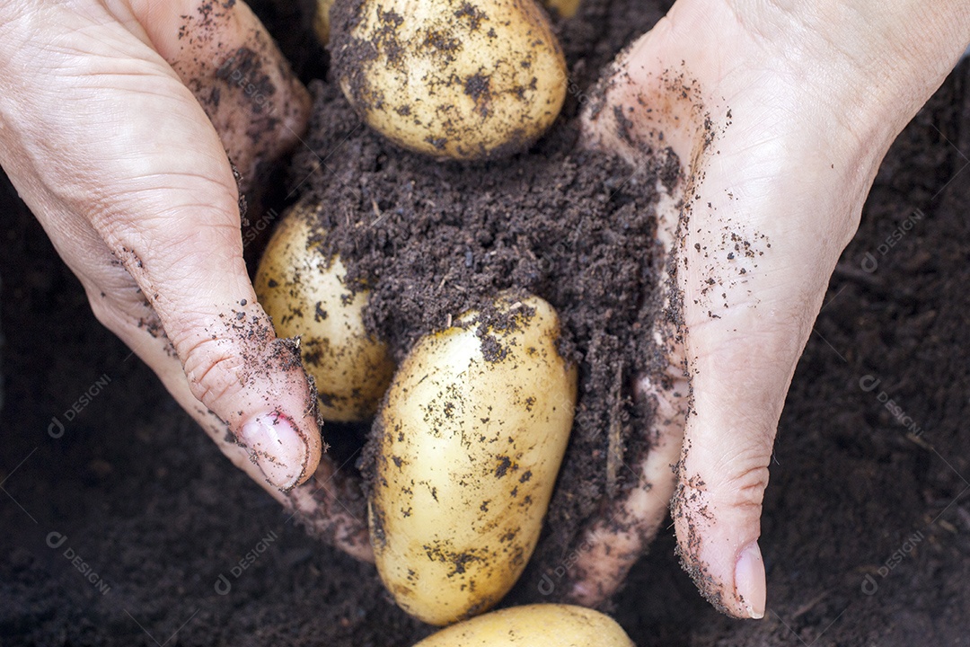 Colhendo batatas com a mão na fazenda