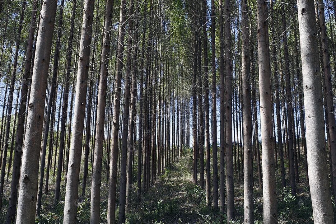 Eucaliptos em uma linda plantação