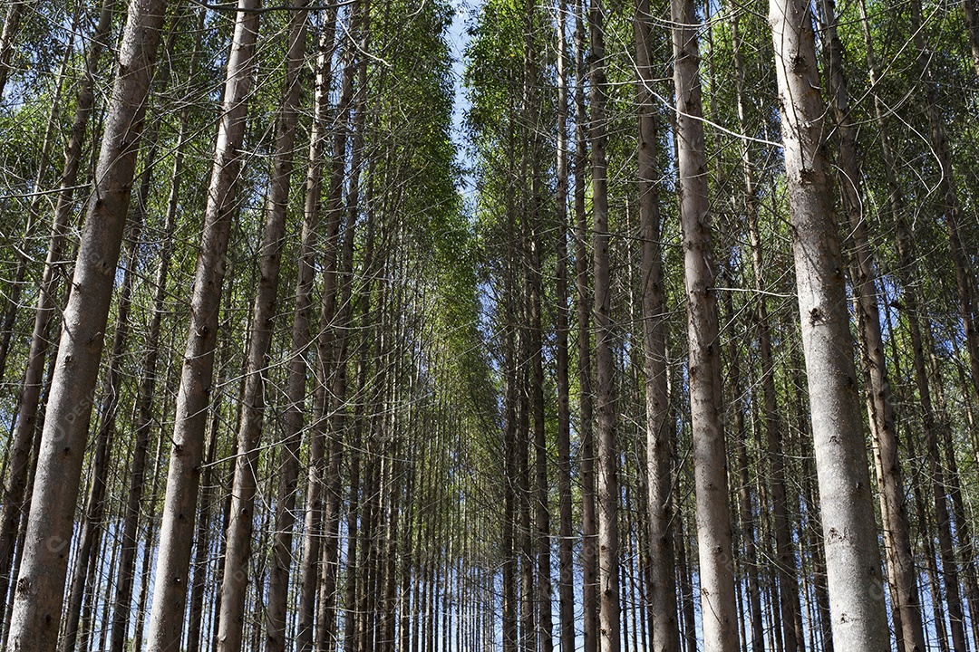 Eucaliptos em uma linda plantação