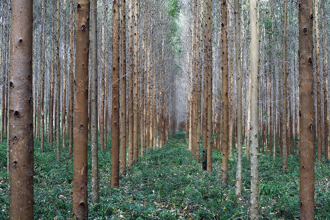 Plantação linda de eucalipto