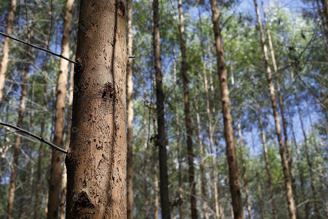 Plantação de eucalipto